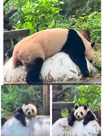 廣州長隆 | 熊貓冰爽夏日全攻略，萌趣又清涼