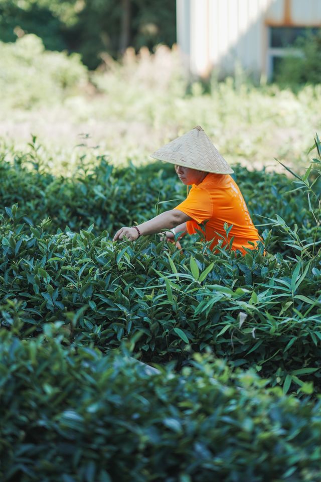 夏日武夷，揭秘岩茶誕生的「心」旅程