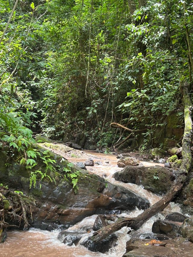 基諾山雨林遠足｜當快樂馬騮嘅24小時爆笑實錄酸螞