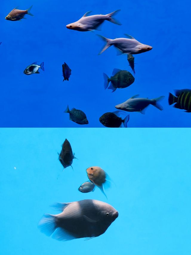 以為海洋館已經夠美了，直到到了水底森林