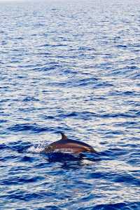 Vilu Reef: A Fourth Adventure in the Maldives