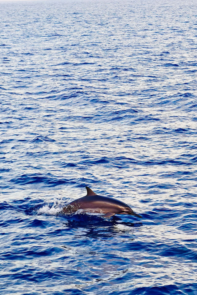 Vilu Reef: A Fourth Adventure in the Maldives