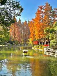誤入童話世界，青山公園三色治癒之旅:

一、秋日必賞三絕：定格不同色系的秋景
 
1. 銀杏大道·鎏