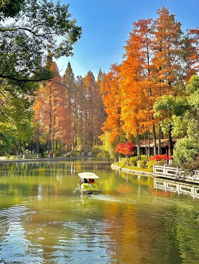 誤入童話世界，青山公園三色治癒之旅:

一、秋日必賞三絕：定格不同色系的秋景
 
1. 銀杏大道·鎏