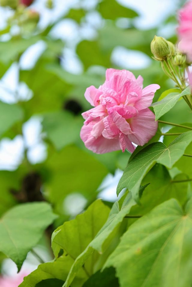風過木芙蓉，如詩如畫的絕美秋色