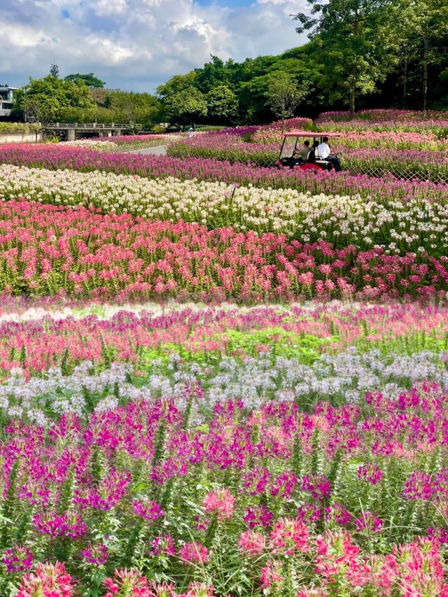 廣州秋日醉蝶花海正當時,等你入畫 廣州秋日醉蝶花海正當時,等你入畫