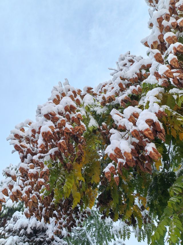 初雪降臨東鄉族自治縣｜在鎖南壩遇見最純淨的雪景