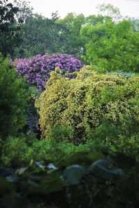 魔都寶藏植物園！櫻花季拍照美到犯規