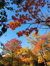崆峒山賞秋攻略|墜入紅葉仙境的最佳打開方式
