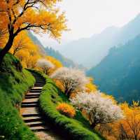 500畝桂花海香到迷路！蘇州西山島賞桂全攻略
