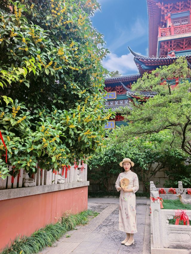 這個金秋我在毗盧寺淋了一身桂花雨 這個金秋我在毗盧寺淋了一身桂花雨