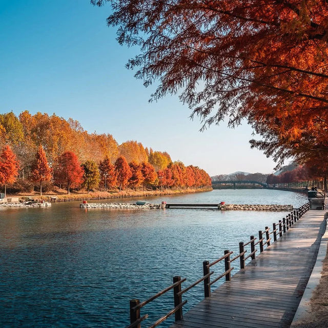 🍂 서울 가을, 2만 걸음으로 만나는 황금의 추억