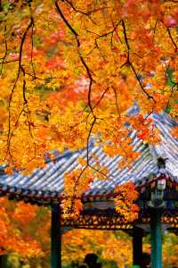 帝都秋色必打卡地