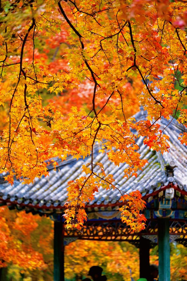 帝都秋色必打卡地