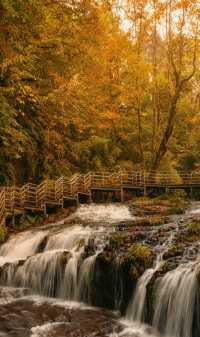 成都周邊2.5h，秋日童話限時返場！