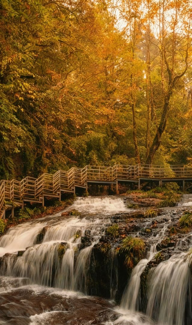 成都周邊2.5h，秋日童話限時返場！