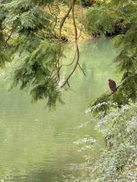 浣花溪公園：在詩箋竹影裡打撈杜甫的漣漪