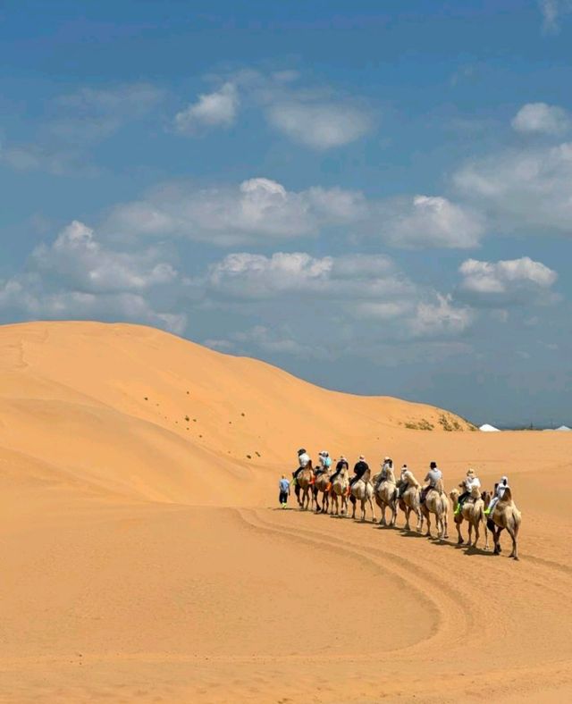 沙漠騎駝走天涯