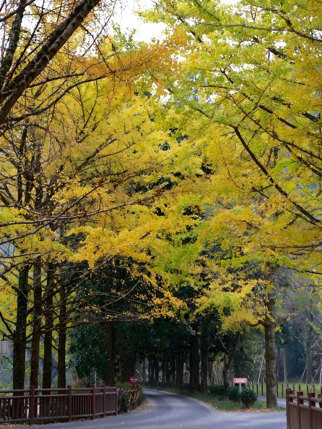 浙江賞銀杏天花板！私藏的小眾絕美路線