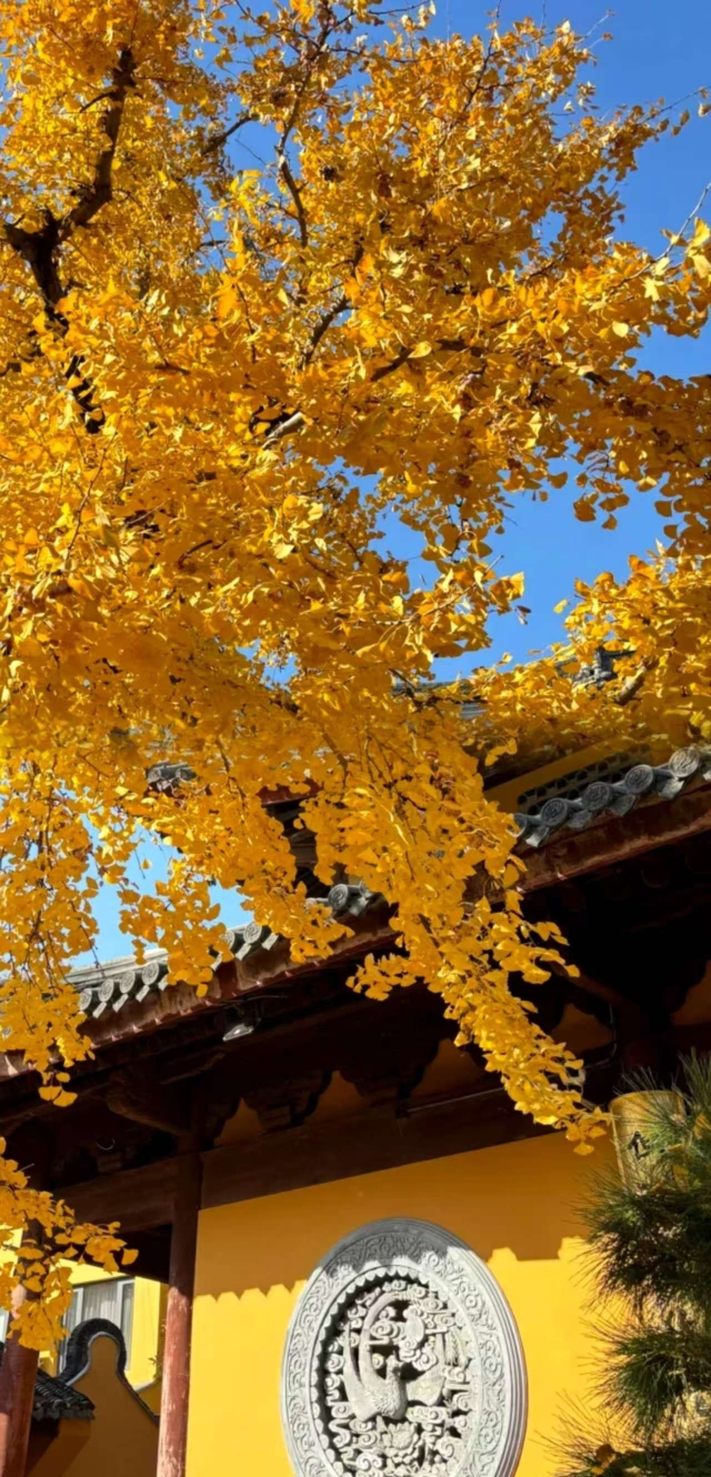 上海 龍華古寺 龍年記念金符 魔都銀杏天花板龍華寺這棵千年古樹美到封神，錯過再等一年！｜Trip.com