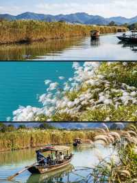 杭州秋日天花板|西溪濕地秋蘆飛雪懶人攻略