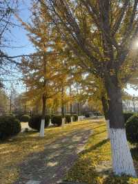 煙台初冬限定希爾頓逸林酒店隔壁就是童話酒莊