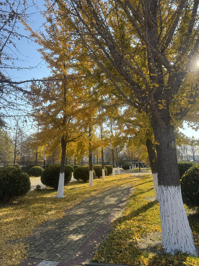 煙台初冬限定希爾頓逸林酒店隔壁就是童話酒莊