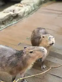 雲南普洱太陽河森林公園