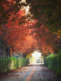 陽澄湖楓葉真的美到窒息超詳細攻略來啦 深秋的蘇州 簡直是人間天堂 除了人山人海的天