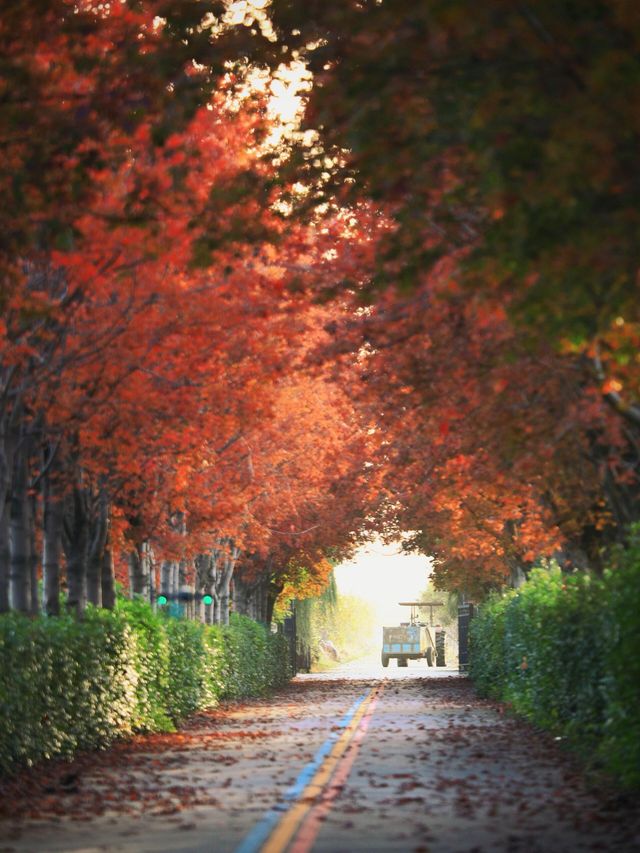 陽澄湖楓葉真的美到窒息超詳細攻略來啦 深秋的蘇州 簡直是人間天堂 除了人山人海的天 陽澄湖楓葉真的美到窒息超詳細攻略來啦 深秋的蘇州 簡直是人間天堂 除了人山人海的天