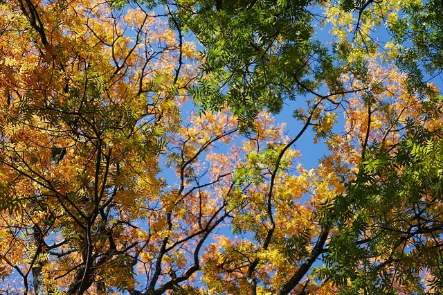 劍川桑嶺村|百年古木林美成了打翻的調色盤 劍川桑嶺村|百年古木林美成了打翻的調色盤