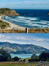 新西蘭天才設計師!是誰偷走了我的生活啊啊啊!