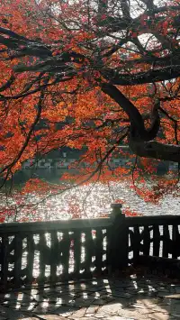 如琴湖的秋，是楓葉寫給山水的情書。