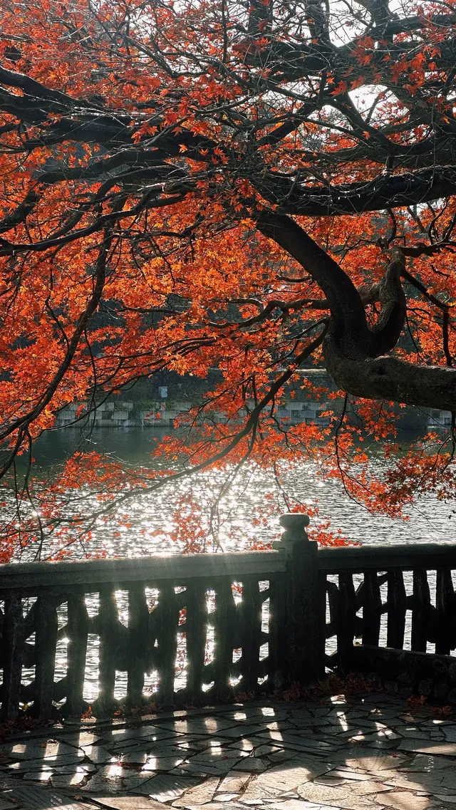 如琴湖的秋，是楓葉寫給山水的情書。