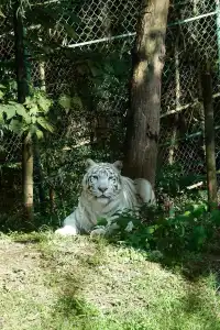 |重慶  樂山出發體驗感拉滿的一個動物園
