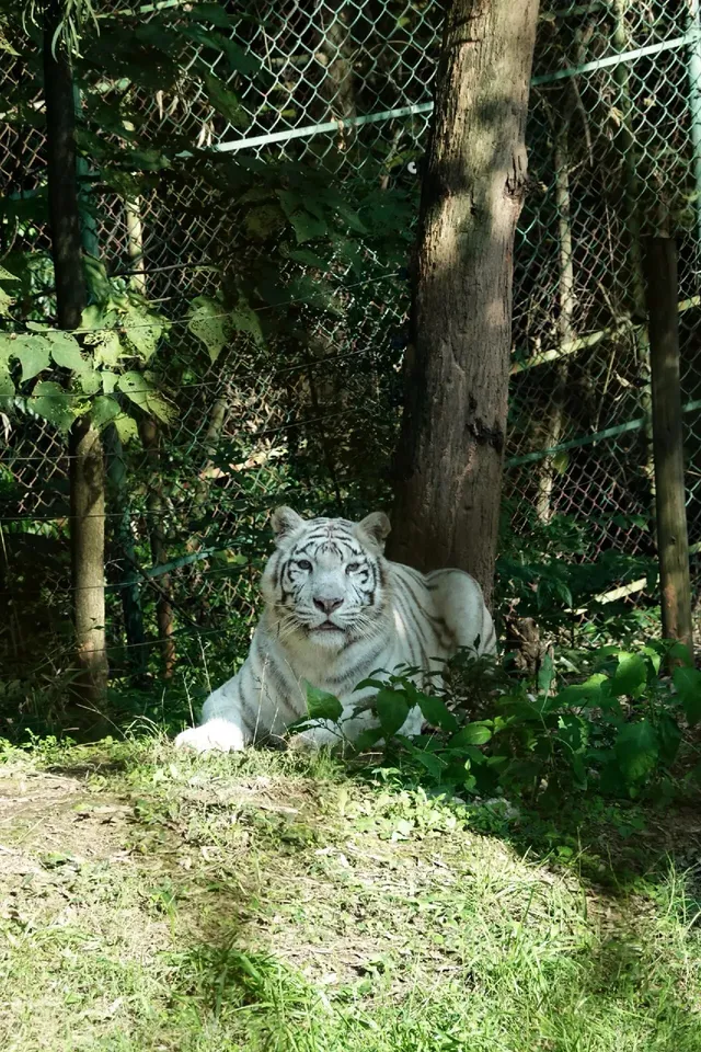 |重慶  樂山出發體驗感拉滿的一個動物園