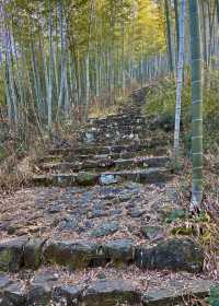太華山秋冬奇遇：竹海仙氣與酸腿並存！