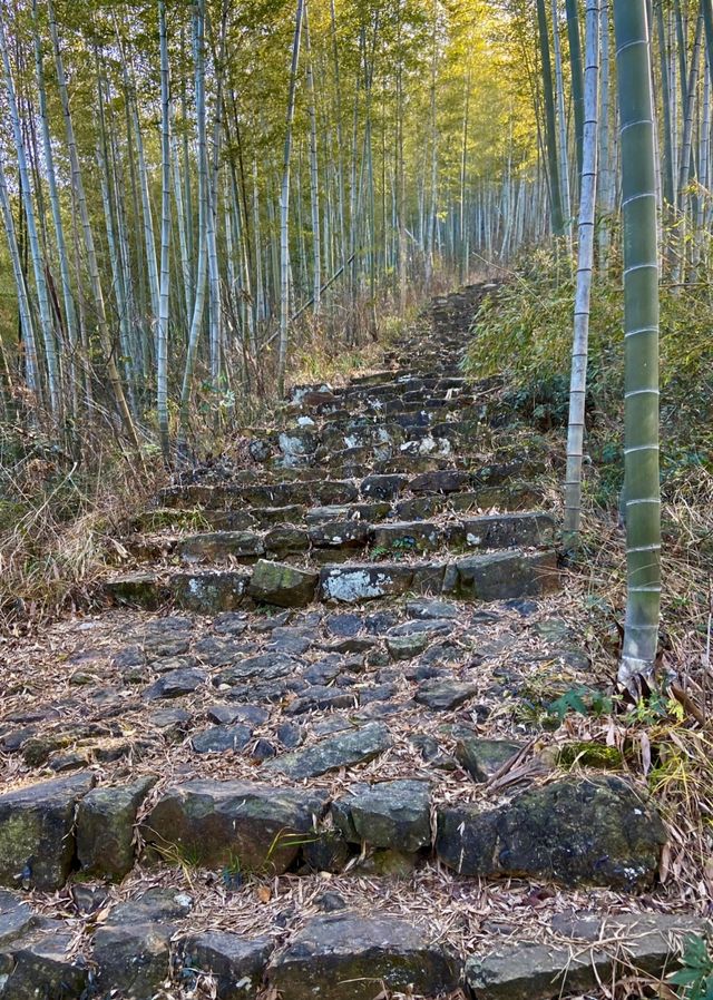 太華山秋冬奇遇：竹海仙氣與酸腿並存！