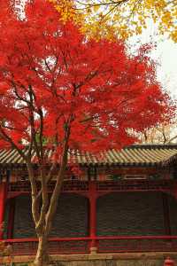 廣富林的深秋中式美學達到巔峰!