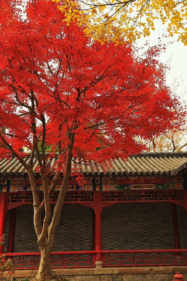 廣富林的深秋中式美學達到巔峰! 廣富林的深秋中式美學達到巔峰!