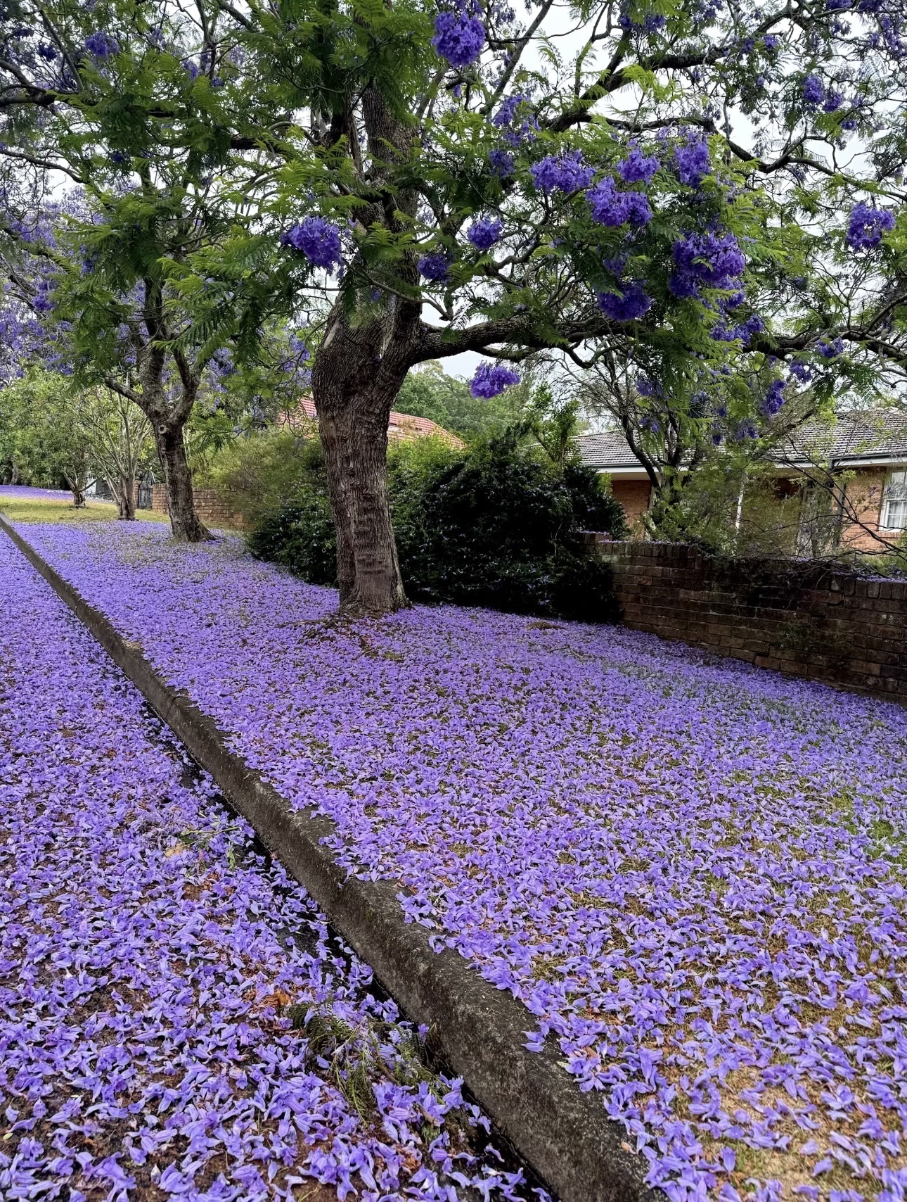 The Southern Hemisphere's Most Beautiful Spring Hidden Here