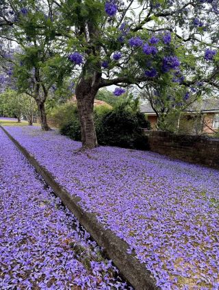 ここは南半球で最も美しい春をひそかに楽しめる場所