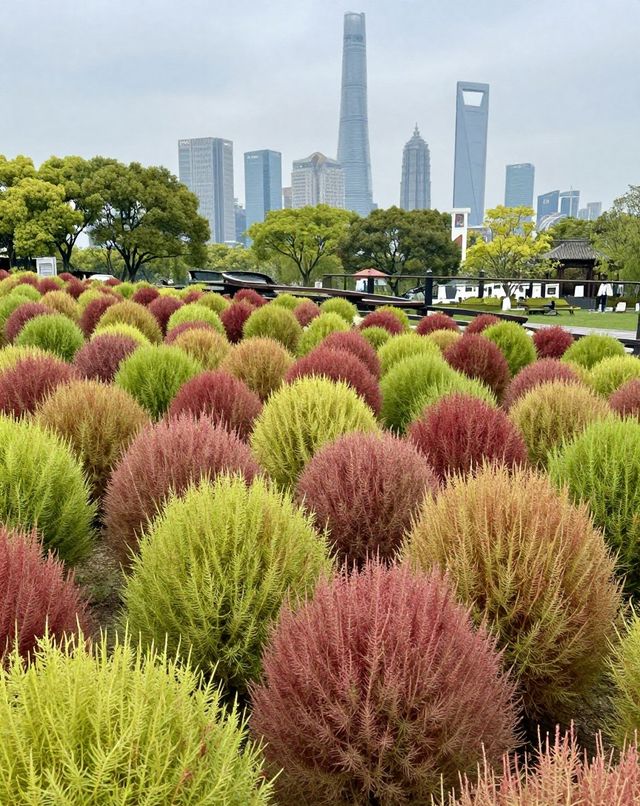 魔都版莫奈花園打卡|四季皆美,打卡不踩雷 魔都版莫奈花園打卡|四季皆美,打卡不踩雷