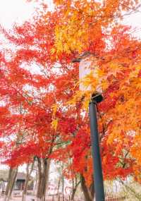 尚湖風景區紅葉季,層林盡染秋色濃