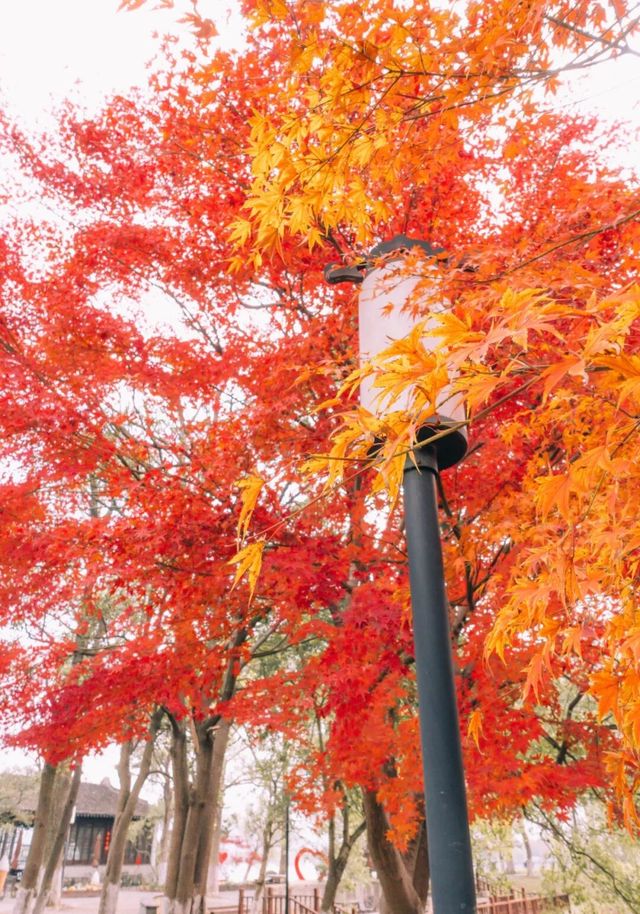 尚湖風景區紅葉季,層林盡染秋色濃 尚湖風景區紅葉季,層林盡染秋色濃