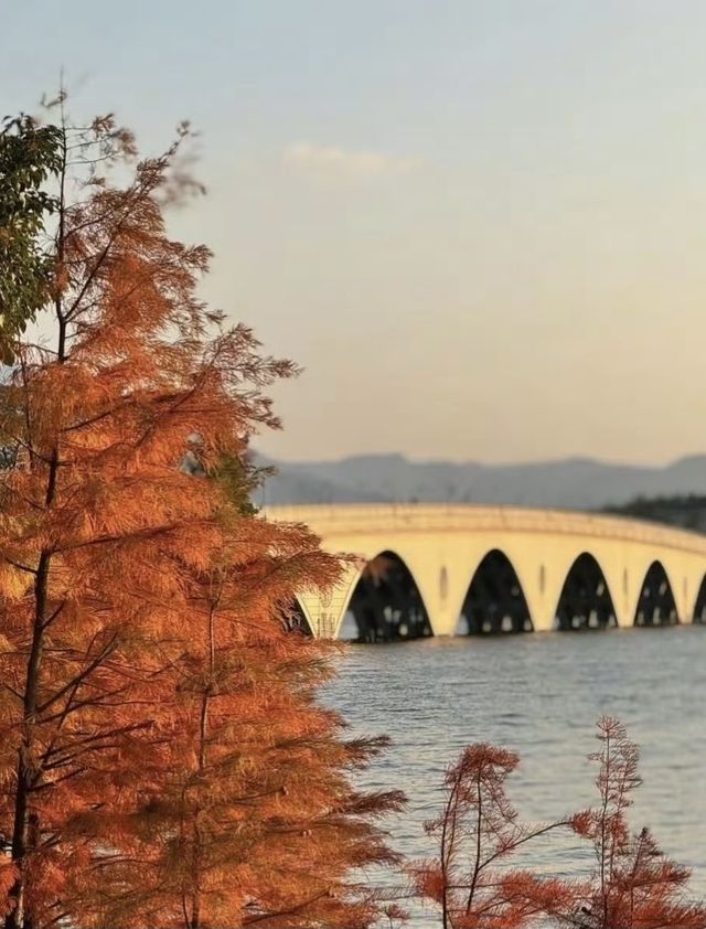 賞秋倒計時,四明山再不去葉子都謝完了 賞秋倒計時,四明山再不去葉子都謝完了