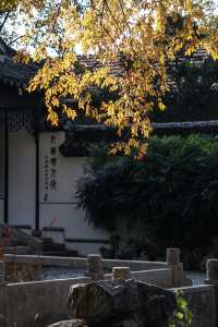 初冬念想｜在翁家花園邂逅一場銀杏雨下的時光靜止