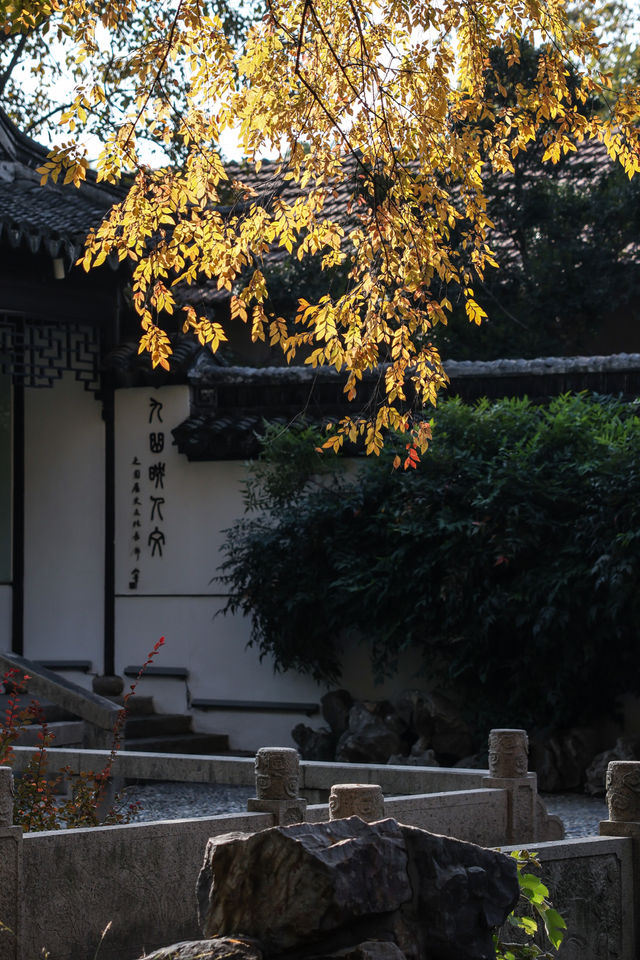 初冬念想｜在翁家花園邂逅一場銀杏雨下的時光靜止