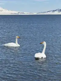 救命！新疆賽里木湖冬日美到失語 藍冰