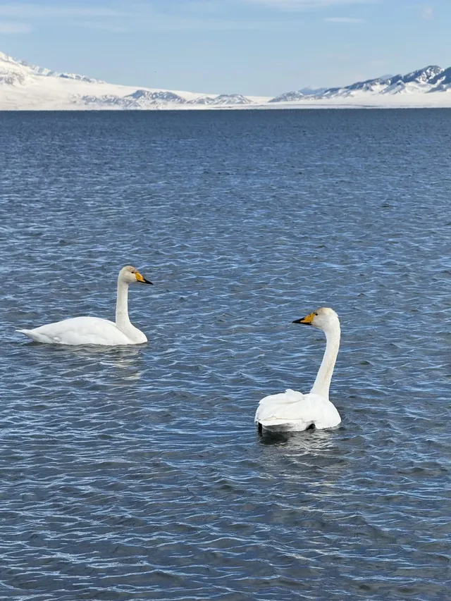 救命！新疆賽里木湖冬日美到失語 藍冰